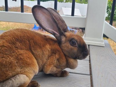 Rex Rabbit
