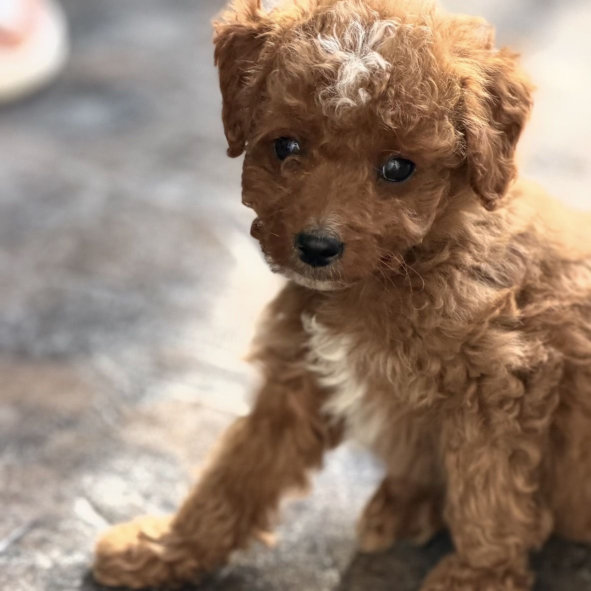 Mini Goldendoodle Puppies-muli Generational