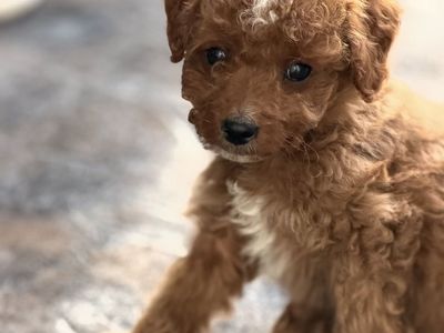 Mini Goldendoodle Puppies-muli Generational