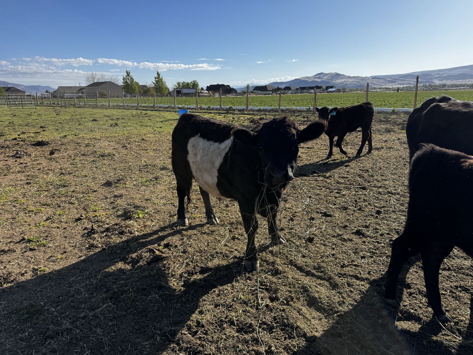 Mini belted steer