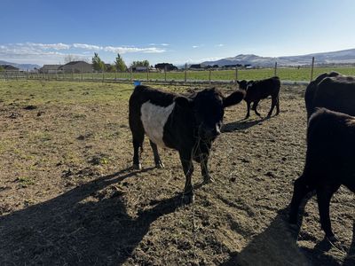 Mini belted steer