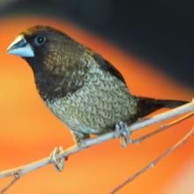 Looking For SOCIETY FINCHES