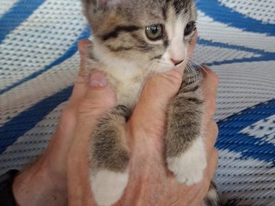 Adorable Kittens for Adoption - Playful and Loving