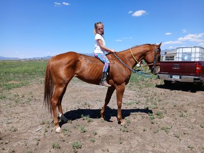 Aqha all around mare