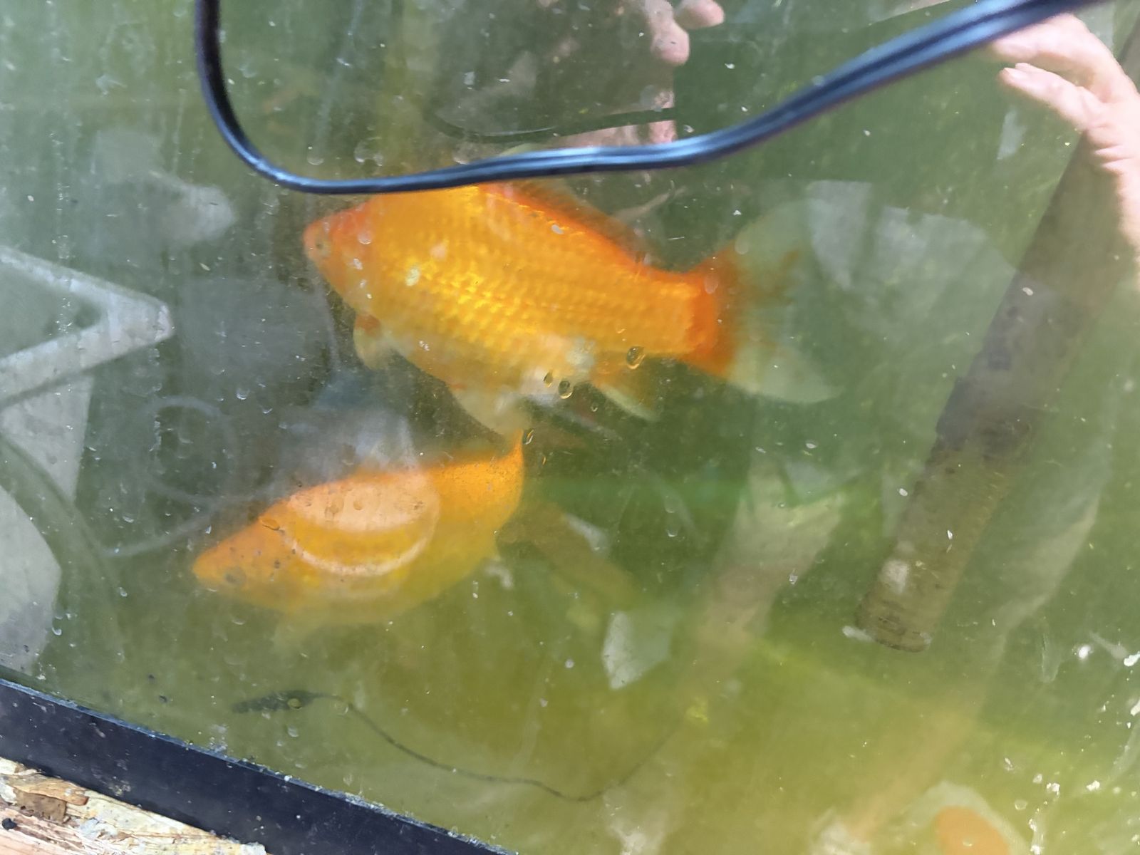 Free Two Nine Inch Pond Gold Fish