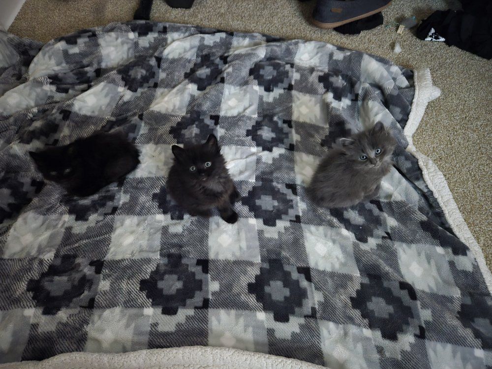 kittens for sale