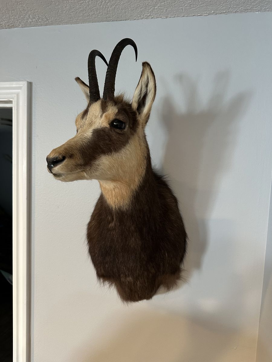 Austrian Chamois