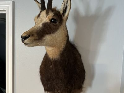 Austrian Chamois