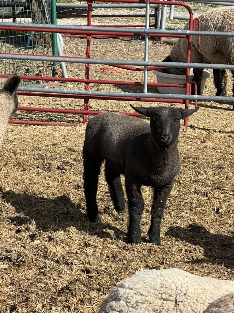 Club Lambs Ready To Go