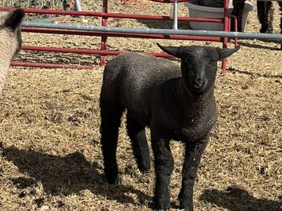 Club Lambs Ready To Go