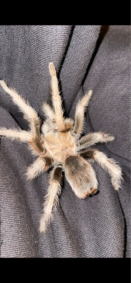 Tarantula
