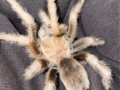 Tarantula WITH TERRARIUM
