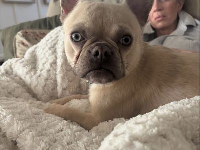 2 Year Old Female French Bulldog