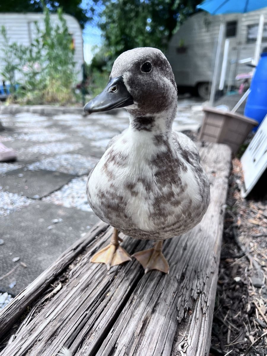 Blue Bibbed Call Duck Drake Available