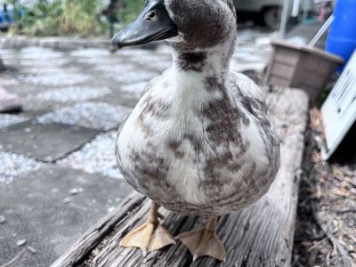 Blue Bibbed Call Duck Drake Available