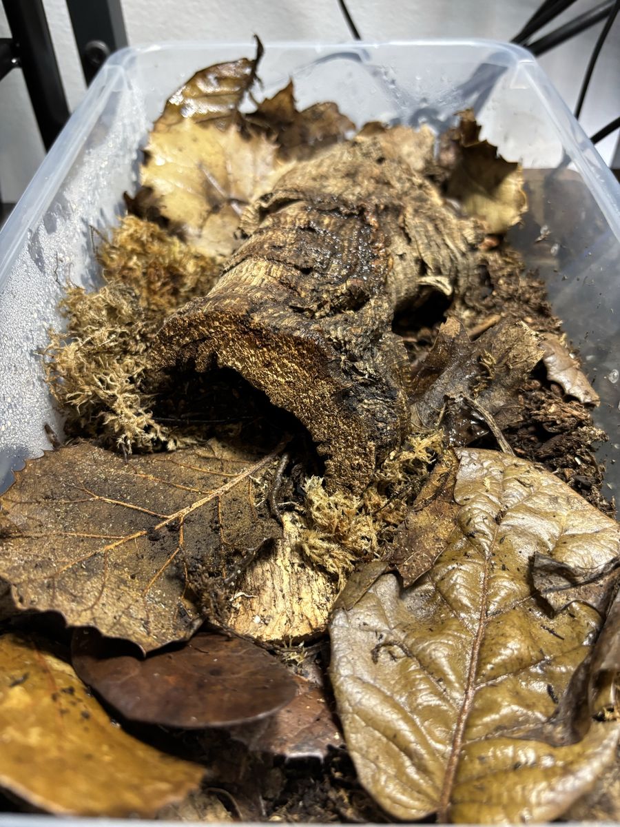 Dwarf Purple IsoPods Culture