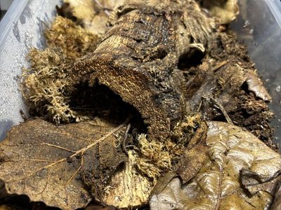 Dwarf Purple IsoPods Culture