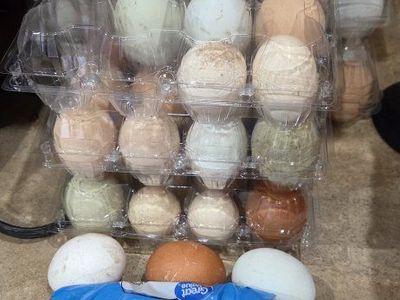 free range chicken eggs