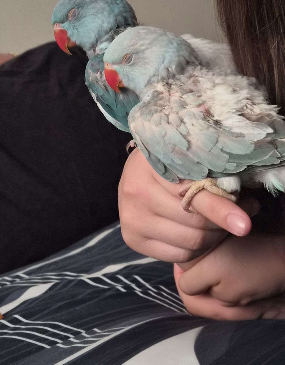 2 months old baby Indian ringnecks
