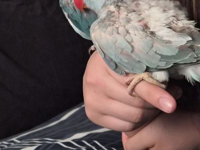 2 months old baby Indian ringnecks