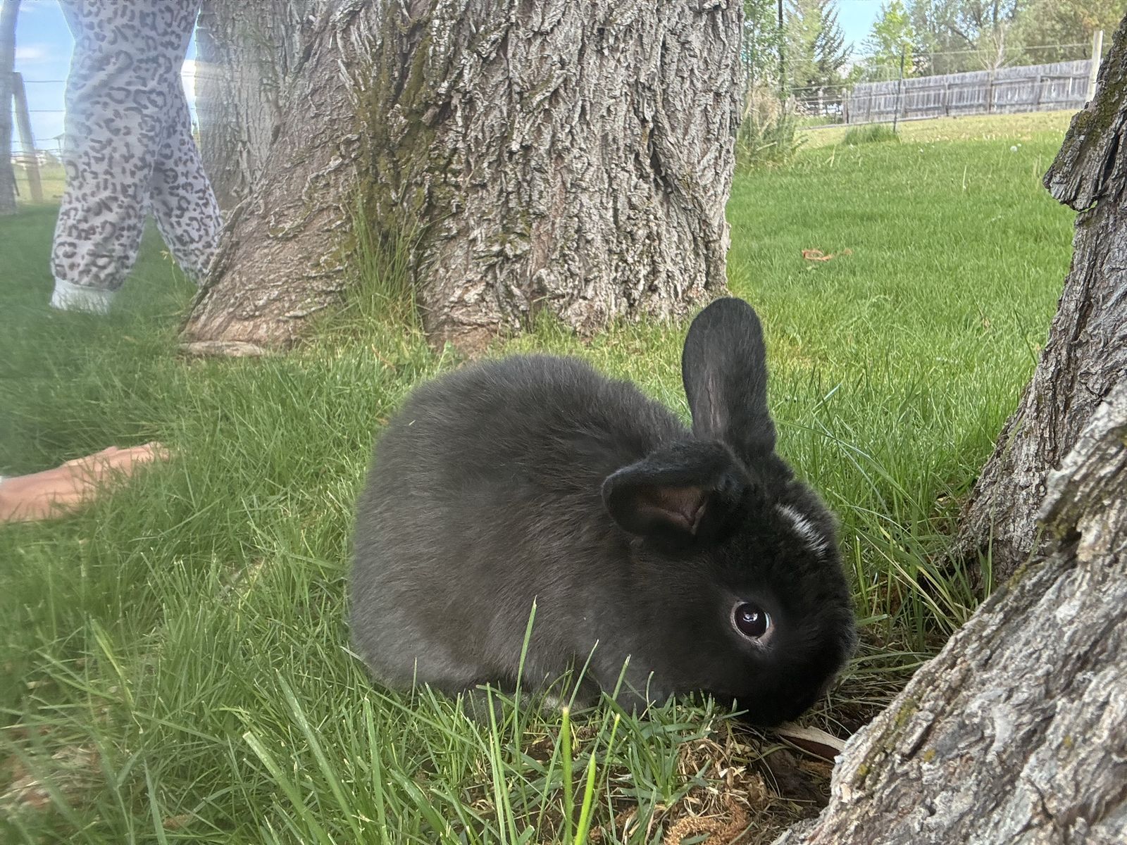 3/4 Holland Lop-1/4 Mini Rex