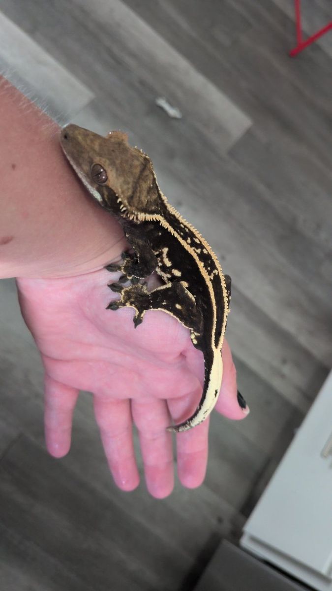 iso geckos
