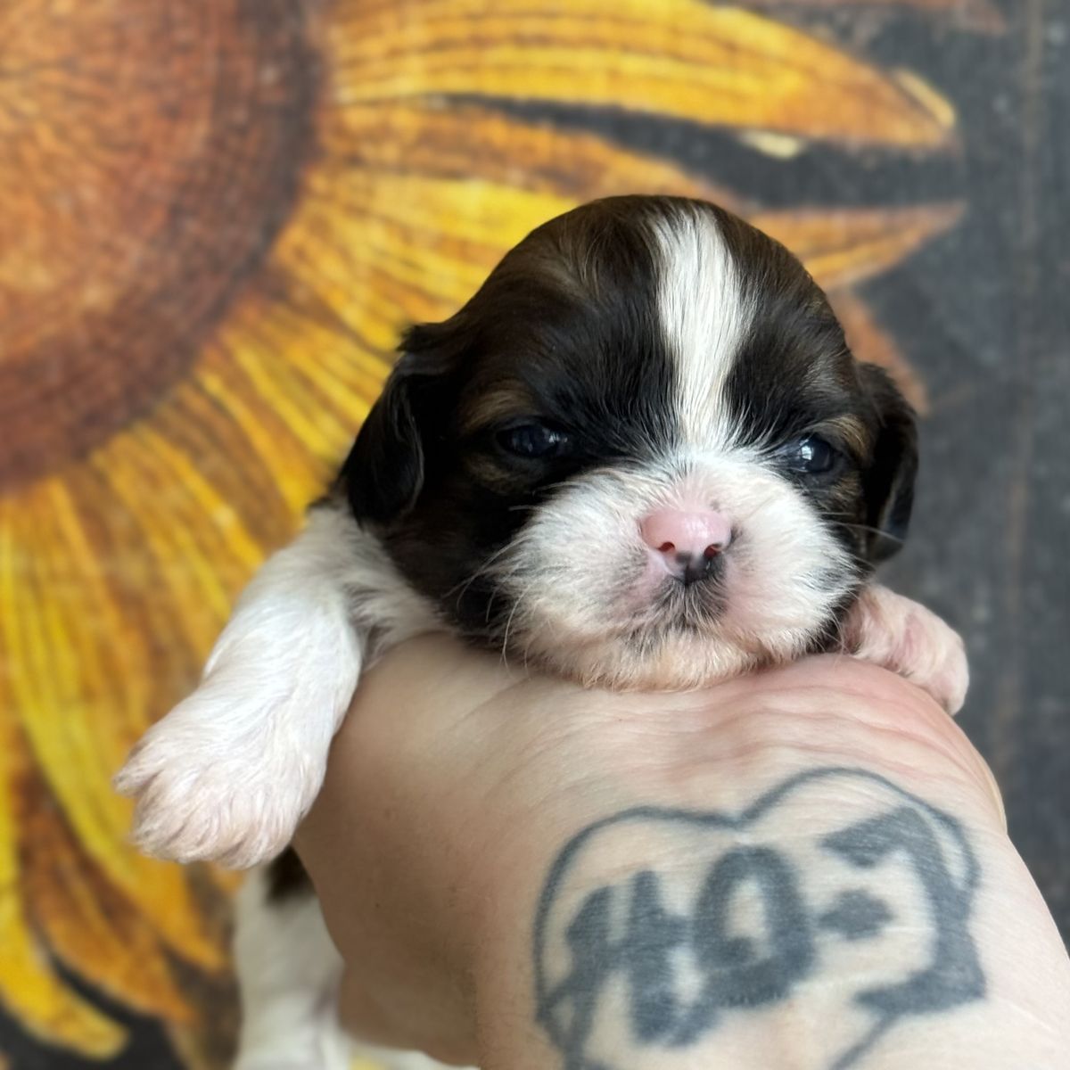 AKC Shih Tzu Puppies! Health Tested Parents