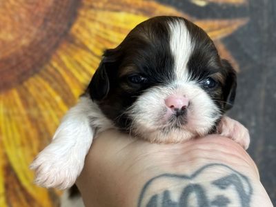 AKC Shih Tzu Puppies! Health Tested Parents