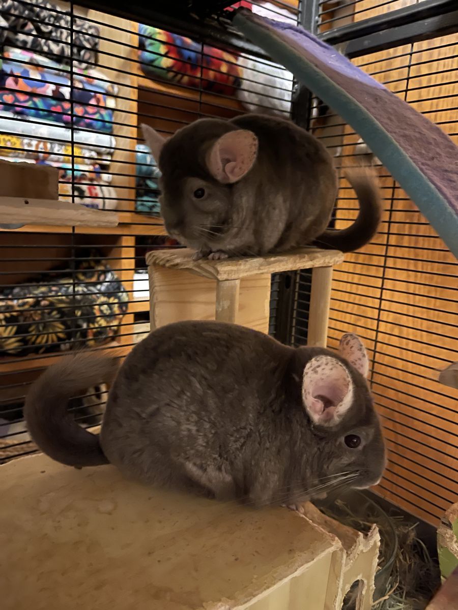 Chinchillas for Adoption: Amethyst and Lilac