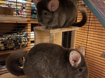 Chinchillas for Adoption: Amethyst and Lilac