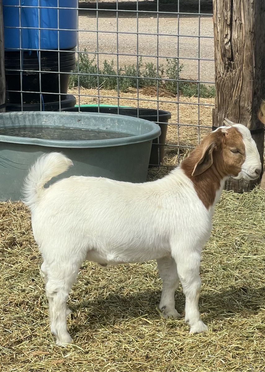 3 Month Old Wether Bred Buck