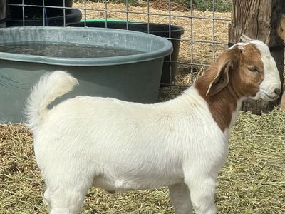 3 Month Old Wether Bred Buck