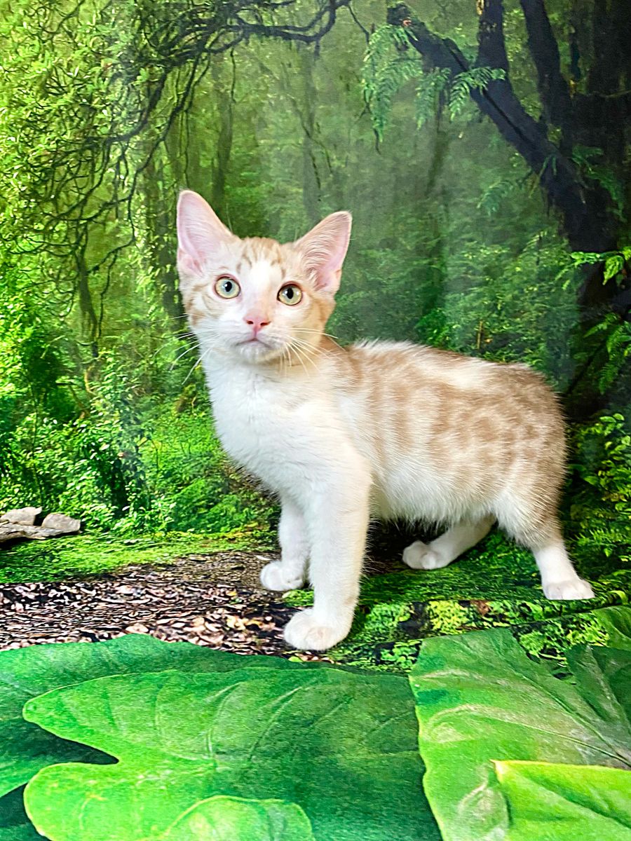 TICA Bengal x TICA Ragdoll teenaged kittens!!
