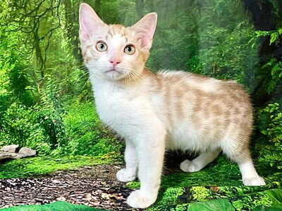 TICA Bengal x TICA Ragdoll teenaged kittens!!