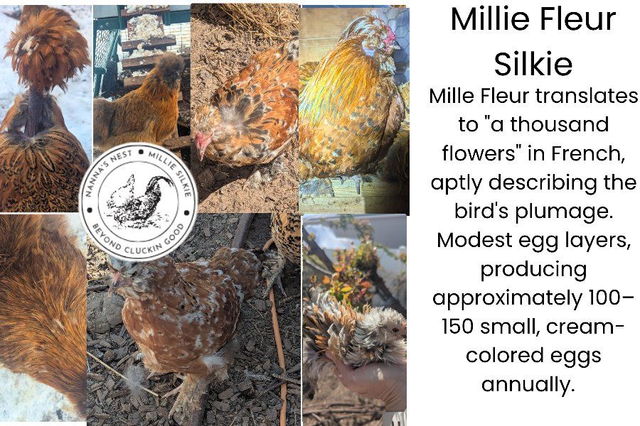Silkie Millie Fluer project Baby Chicks  Farm Fresh Hatchlings hen chicken