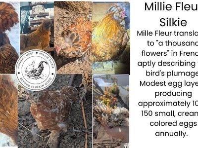 Silkie Millie Fluer project Baby Chicks Farm Fresh Hatchlings hen chicken