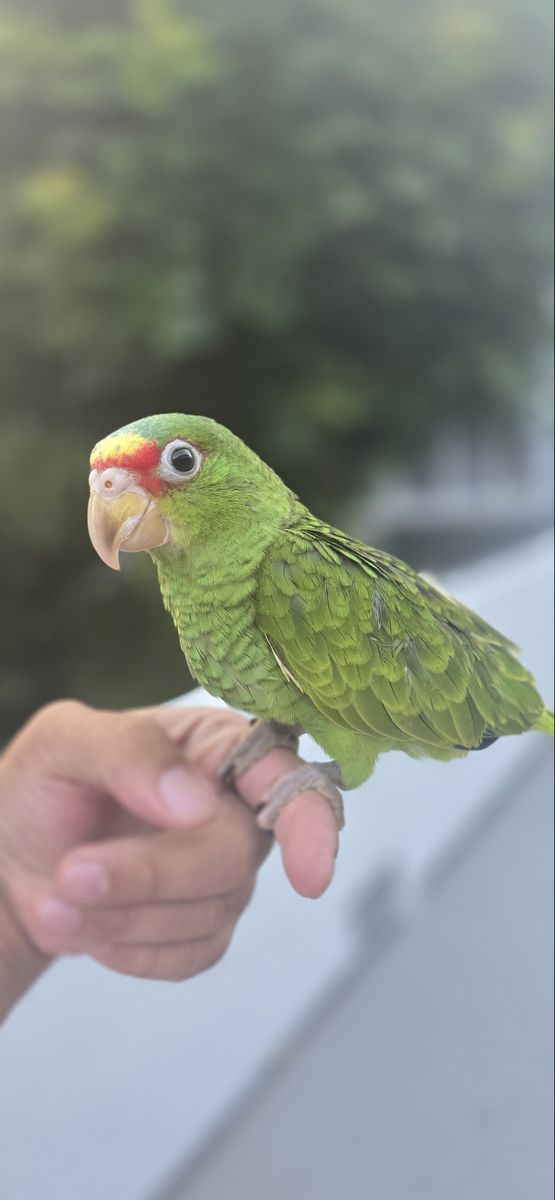 White front Amazon