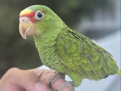 White front Amazon