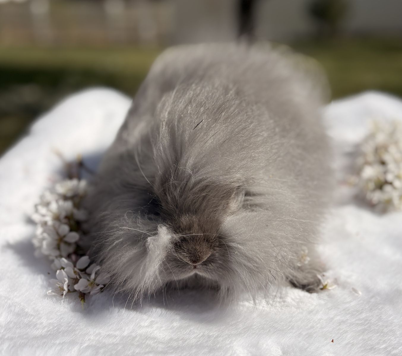 Pedigreed Lilac English Angora Buck Bunny Rabbit