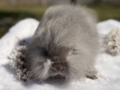 Pedigreed Lilac English Angora Buck Bunny Rabbit