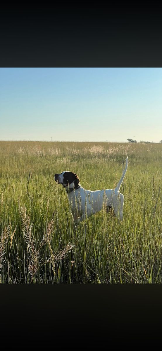 Pointer Puppies Available – Ready May 21, 2026