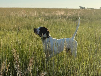 Pointer Puppies Available – Ready May 21, 2026