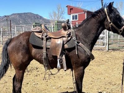 Morgan mare