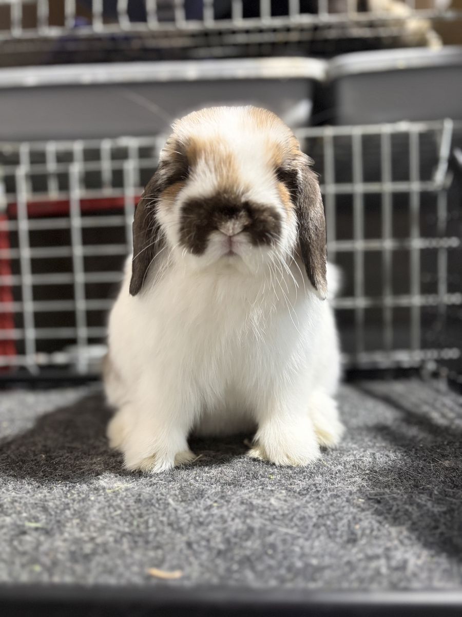 Jr Holland Lops