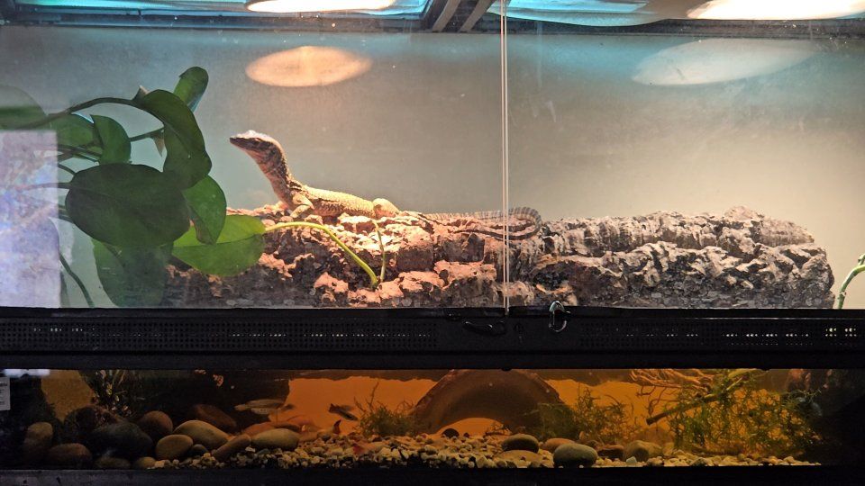 1 YEAR OLD MANGROVE MONITOR VARANUS INDICUS