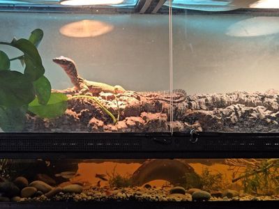 1 YEAR OLD MANGROVE MONITOR VARANUS INDICUS