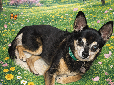 King Julien - Senior Chihuahua - Available for Adoption