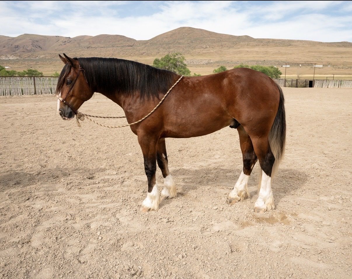 Billing Livestock Horse Sale April 24&25