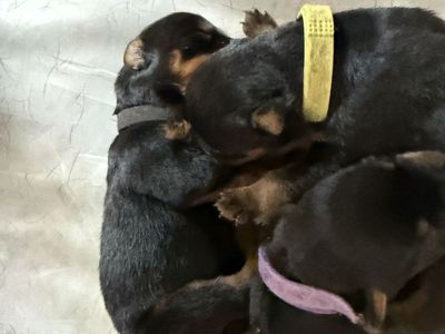 AKC German Rottweiler puppies