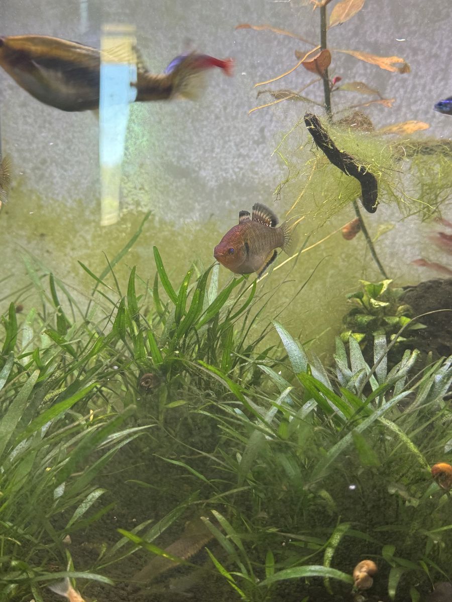 Freshwater Empire Gudgeon